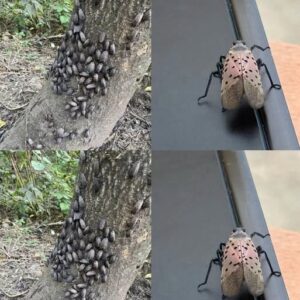 The Flashy Red Invader Destroying Your Backyard: Why You Must Declare War on This Pest Today