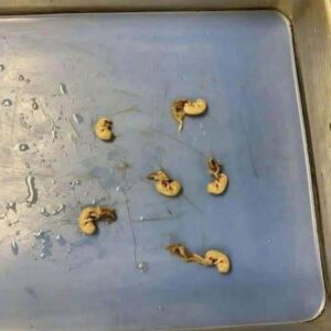Hidden Seeds Food Warning