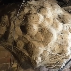 Man Thinks He Found “Hornets” Nest In Attic – Turns Pale When He Realizes What’s Inside