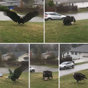 Giant Eagle captured in Bro!