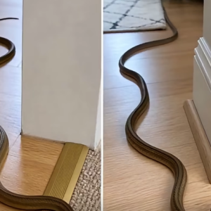 What a Snake in Your Dream vs Your House May Symbolize and What It Means