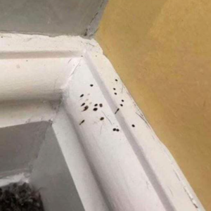 What Are These Strange Black Dots In Your Kitchen