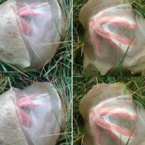 The Strange Discovery in My Garden That Taught Me an Unexpected Lesson