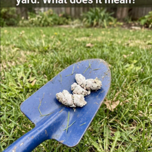 Why Does Your Dog Have White Poop? Here’s What You Should Know