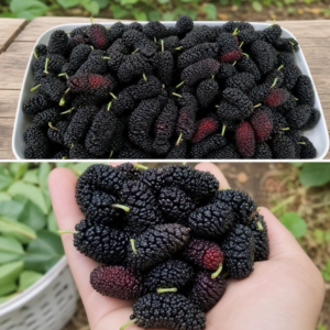 Most People Don’t Know This Fruit Exists—But It May Support Eye Health and Blood Pressure Naturally