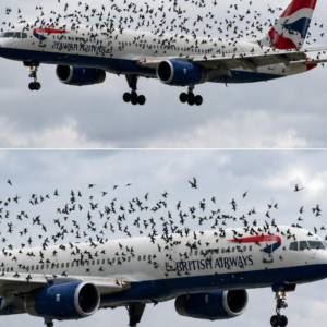 The Unbelievable Story Behind a Bird Strike Emergency Landing: What the Crew Found in Cargo