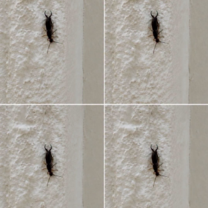 If You Find This Insect in Your Home, Here’s What It Could Mean