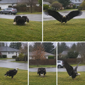 Giant Eagle captured in Bro!