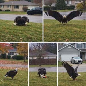 A Giant Eagle Was Captured Near Texas And Scientists Quickly Realized Something Was Wrong