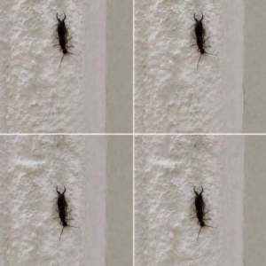 If You Find This Insect in Your Home, Here’s What It Could Mean