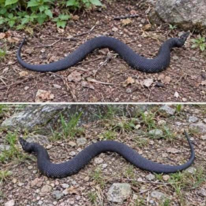 An Unexpected Encounter With a Copperhead Changes a Day in the Woods