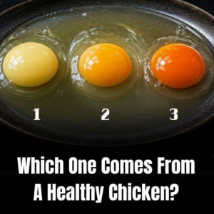 Which Egg Comes From a Healthy Chicken? The Truth Behind Yolk Colors