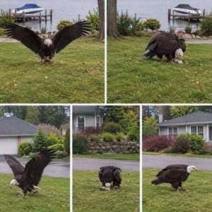 Giant Eagle Report Draws Attention to Wildlife Research and Conservation
