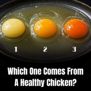 Which Egg Comes From a Healthy Chicken? The Truth Behind Yolk Colors
